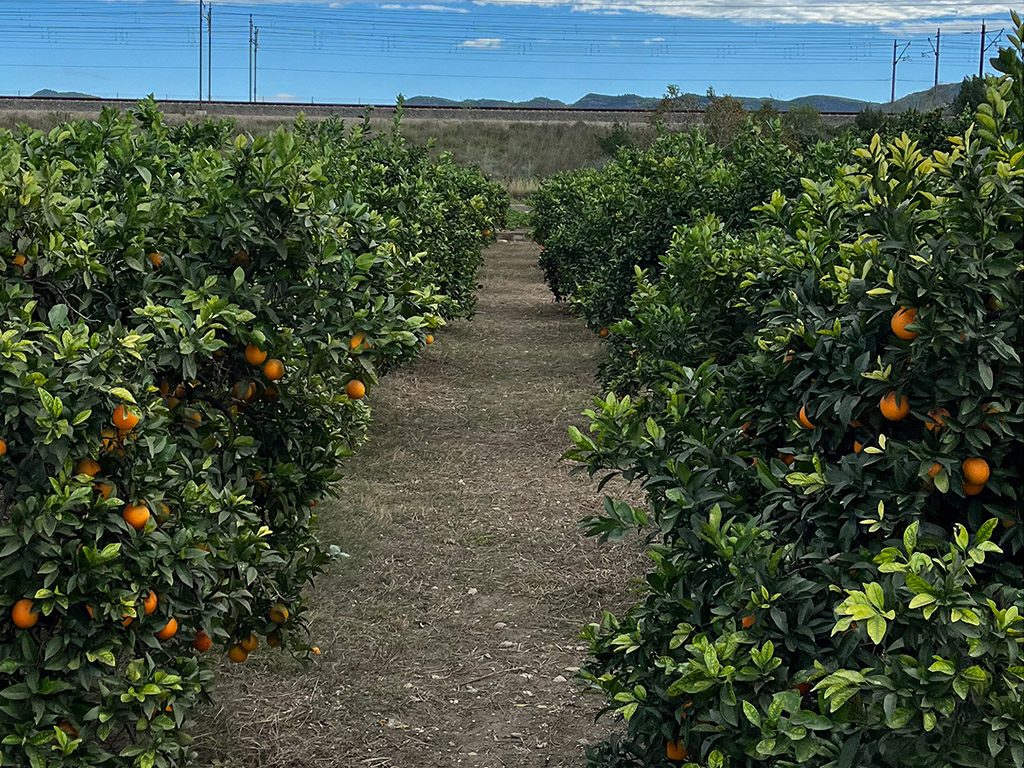 Huerta de naranjas Solimar