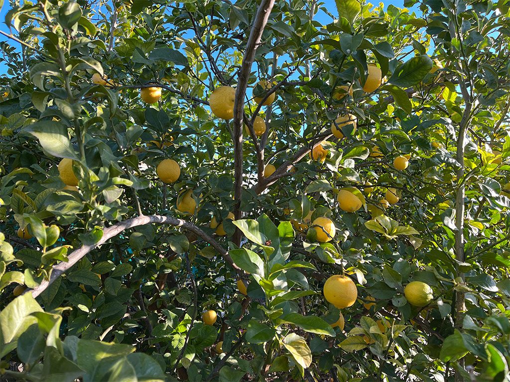 Limones huerta solimar