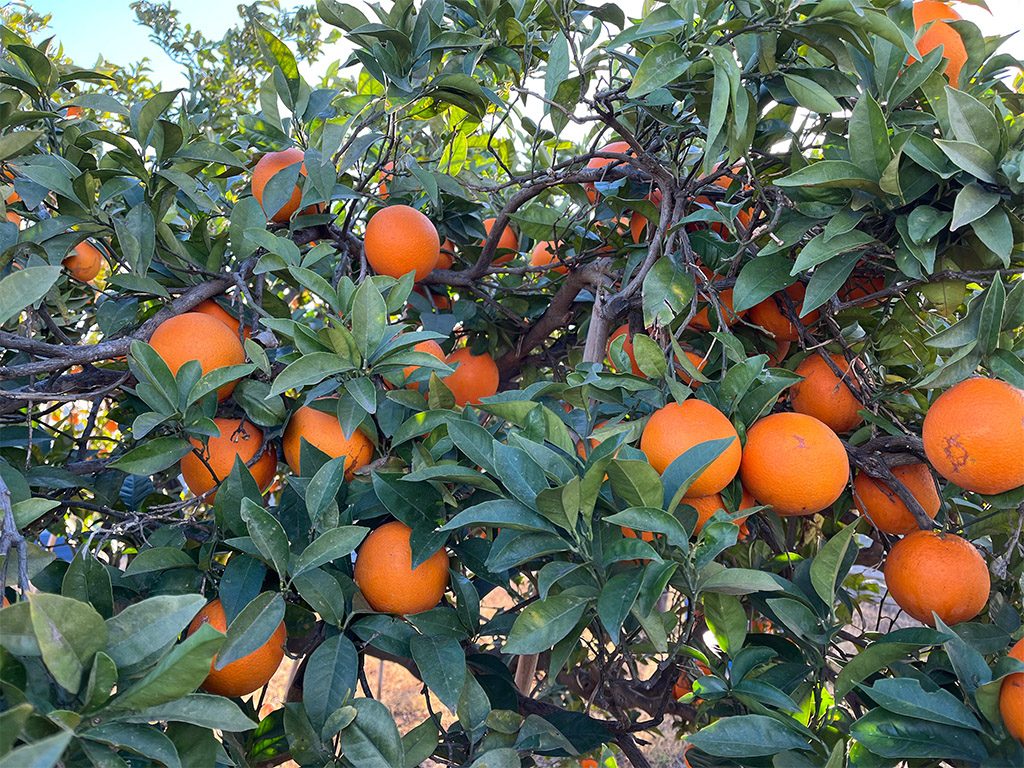 Naranjas de valencia
